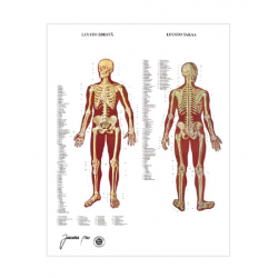 Skeletal system chart, 50 x...
